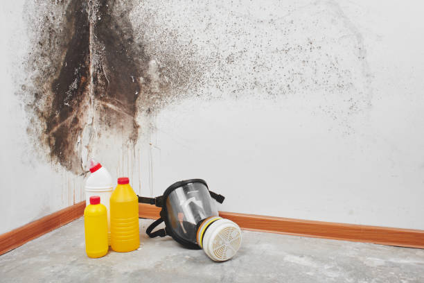 Attic Mold Removal in Maltby, WA