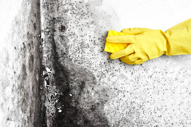 Crawl Space Mold Removal in Maltby, WA