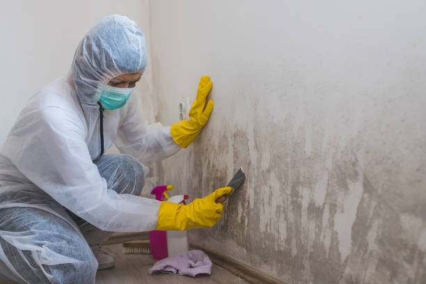 Best Fast Mold Removal  in Maltby, WA