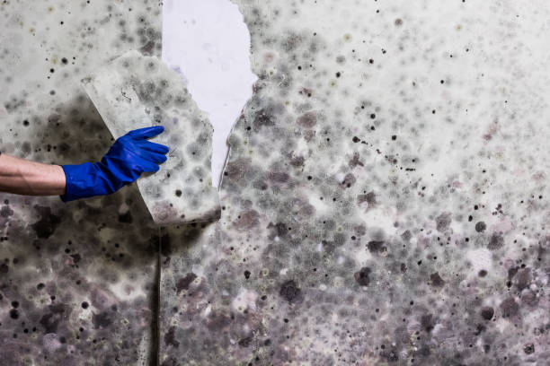 Best Mold Damage Repair  in Maltby, WA